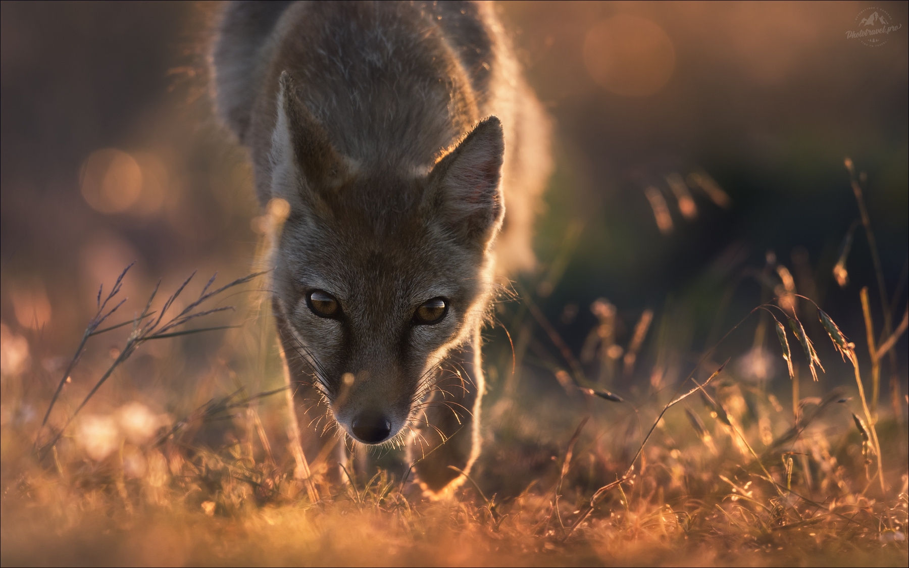 Безмолвный диалог корсачок корсак степная лисица Vulpes corsac лиса калмыкия