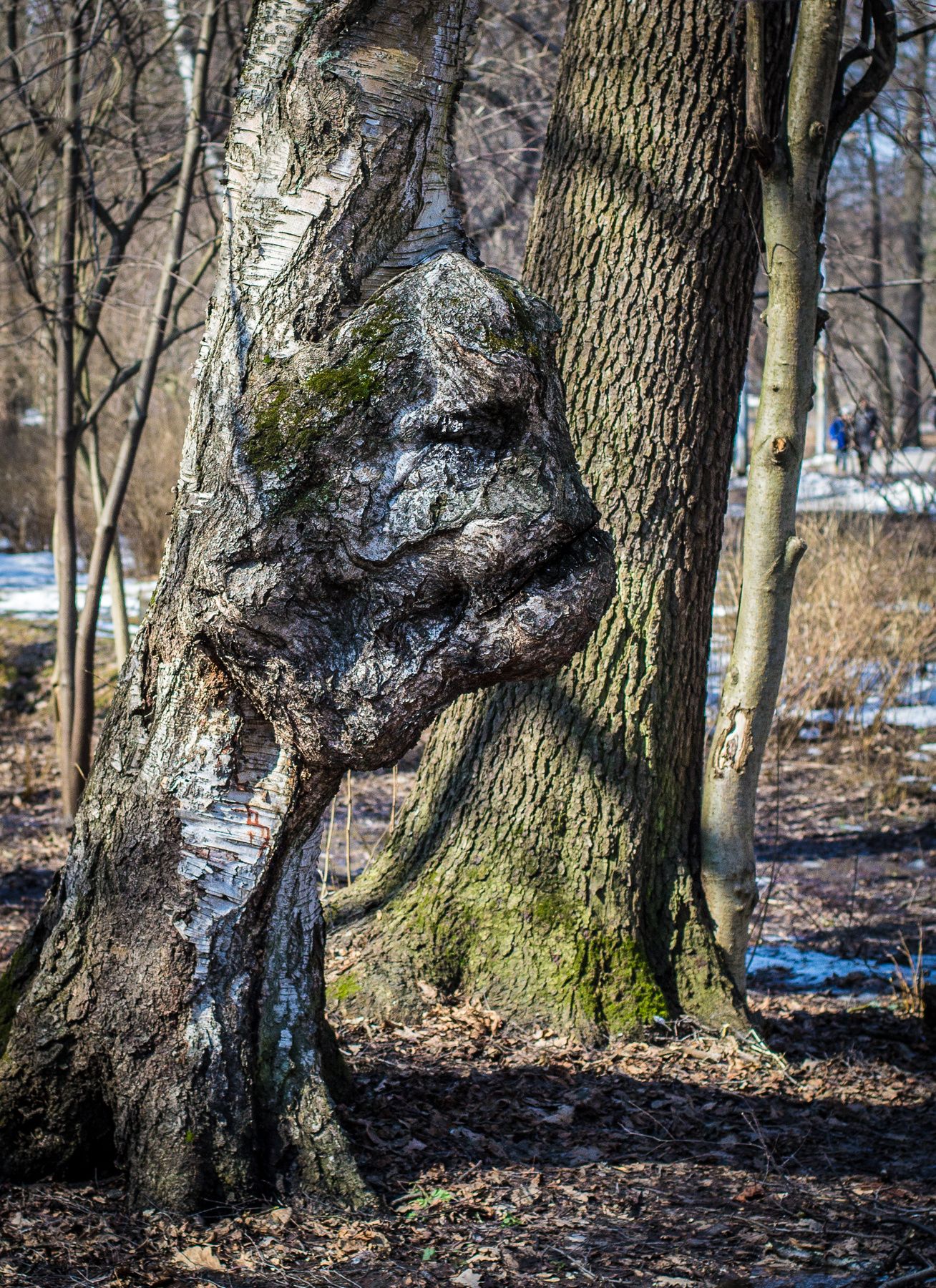 парковый парк,весна,деревья