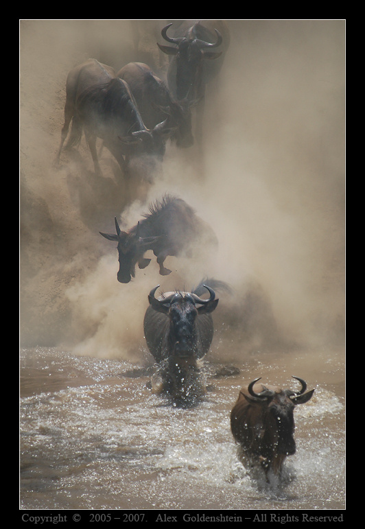 The Great Migration of Wildebeest. Crossing, Миграция, Африка, Кения, Масай-Мара, Август, 2006.