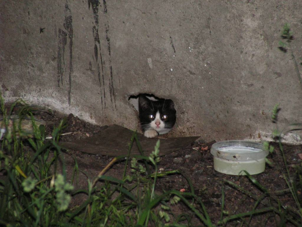 Кошки-мышки 