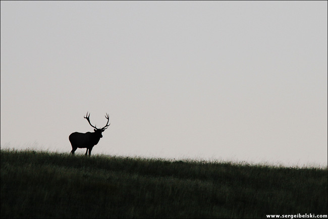 elk elk waterton