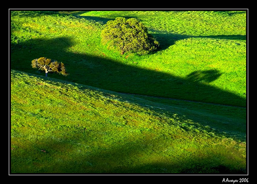 Дуб. Вид сверху. Дубы Pacheco