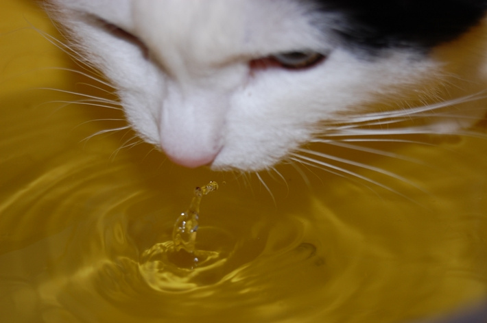 пьем водичку животные, кот