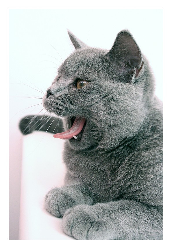 Allashis posh cats Кот британец язык