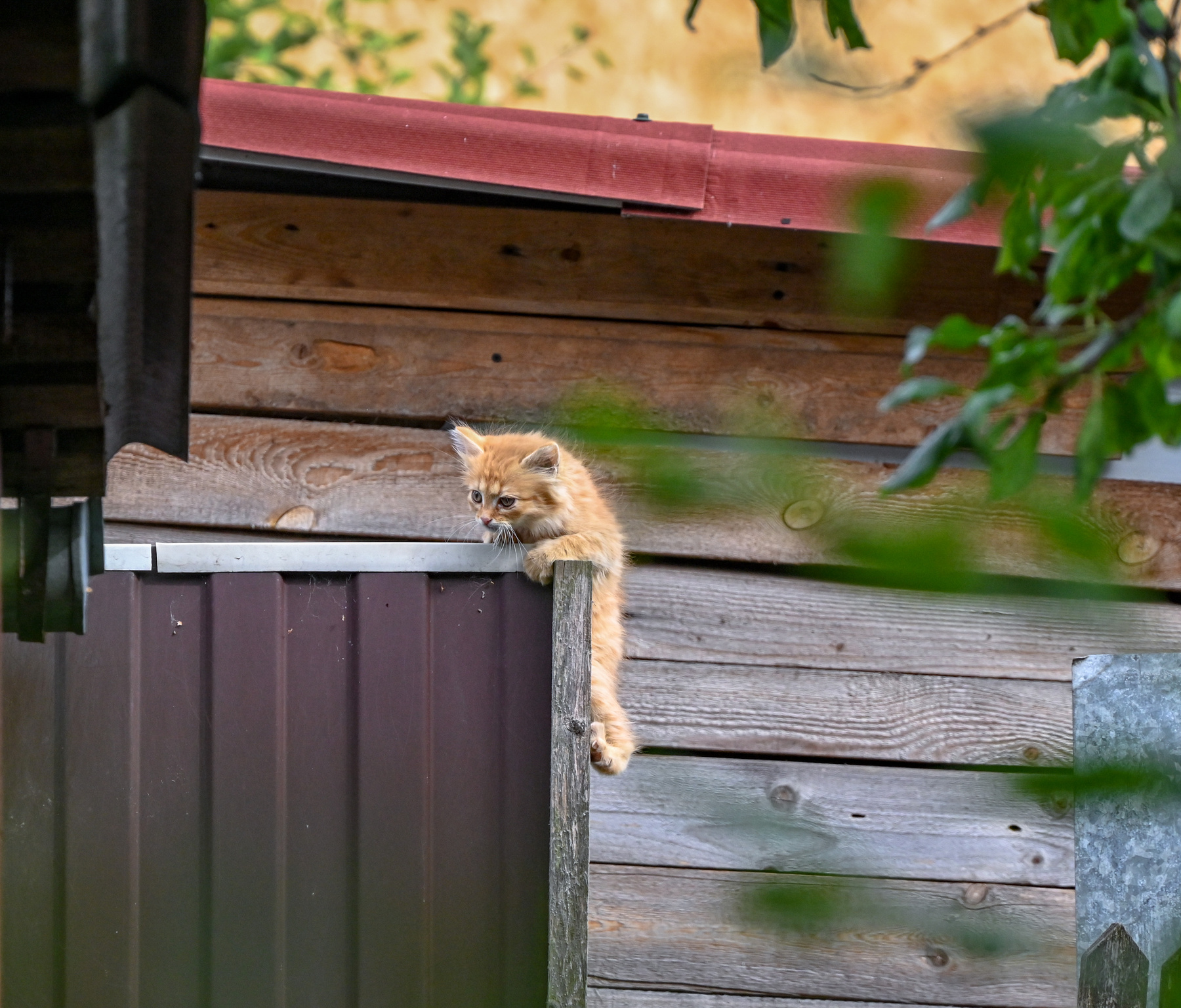 ***Кошачьи миры 