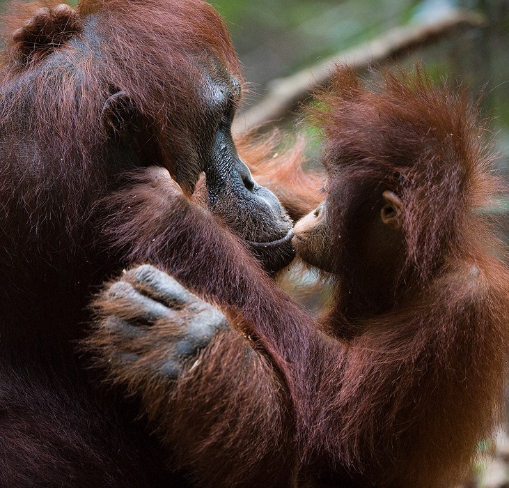   Поцелуй. орангутан индонезия Pongo pygmaeus pygmaeus Indonesia orangutan ветки джунгли калимантан борнео поцелуй