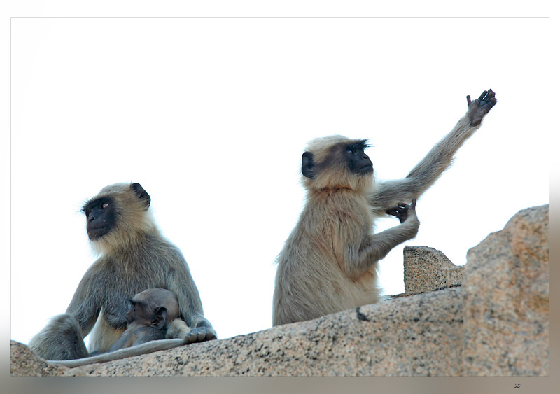 feel / hampi. hanuman monkeys 2 обезьяны индия храм хампи хануман черный животные
