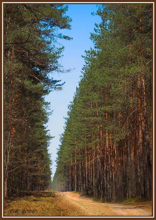 Лесная дорога. Под впечатлением от картин Шишкина и Левитана. лес, дорога, апрель, Левитан, Шишкин