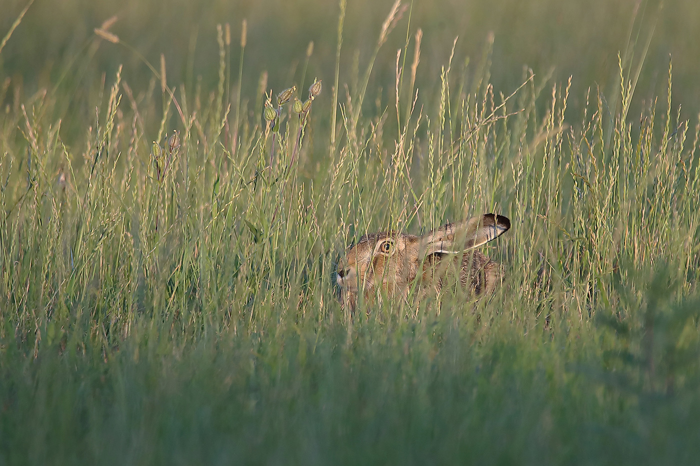 спрятался Lepus europaeus заяц русак brown hare