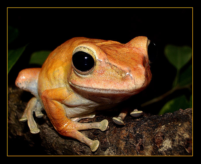 Золотистый Polypedates leucomystax