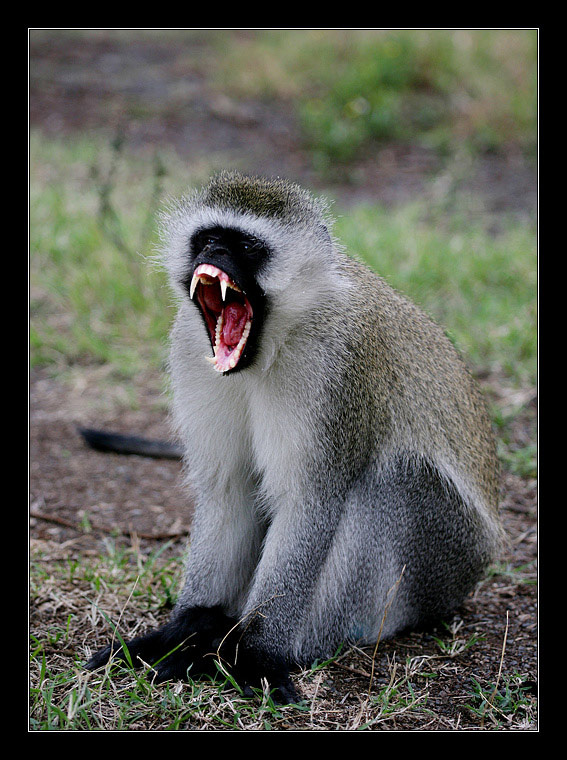 Vervet monkey 