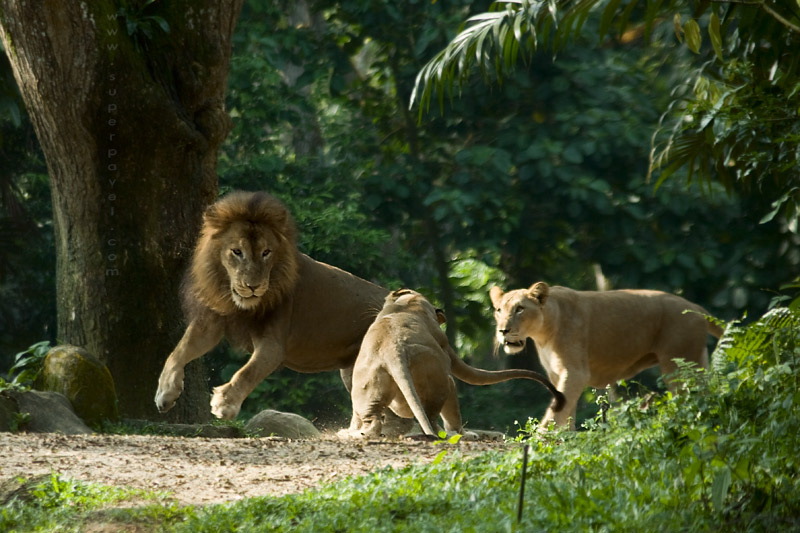 MerLions 
