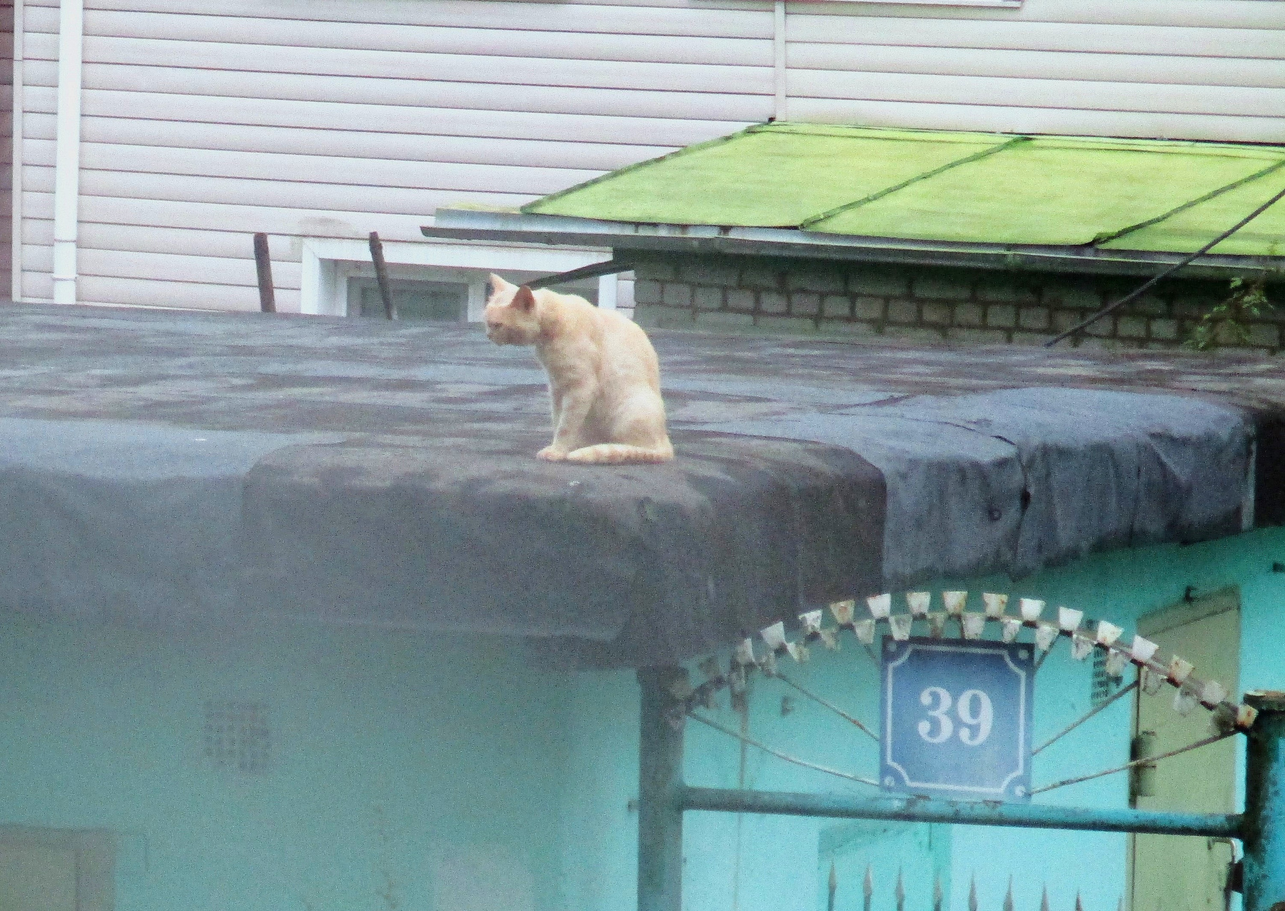 Рыжий на крыше Кот кошка животные осень
