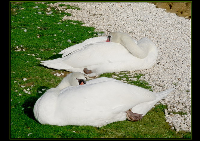 siesta lebedi ,park,siesta