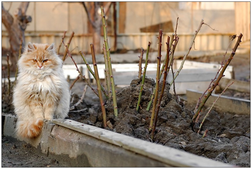 Пойдёшь направо - будешь окарябан. Налево - оцарапан будь. кот кошка когти шипы защита уверенность сила