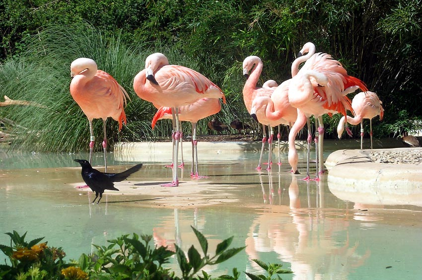 Кто в доме хозяин? flamingo