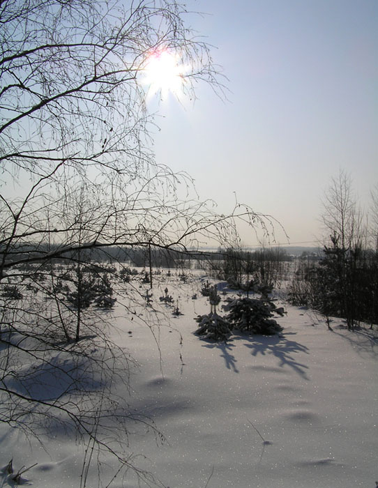 Зимнее солнце Снег, зима, солнце