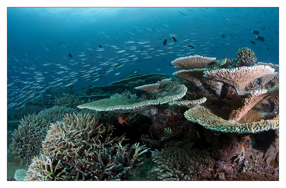 Reef scape reef,coral,color,deep,dive,maldives,blue,sea,underwater