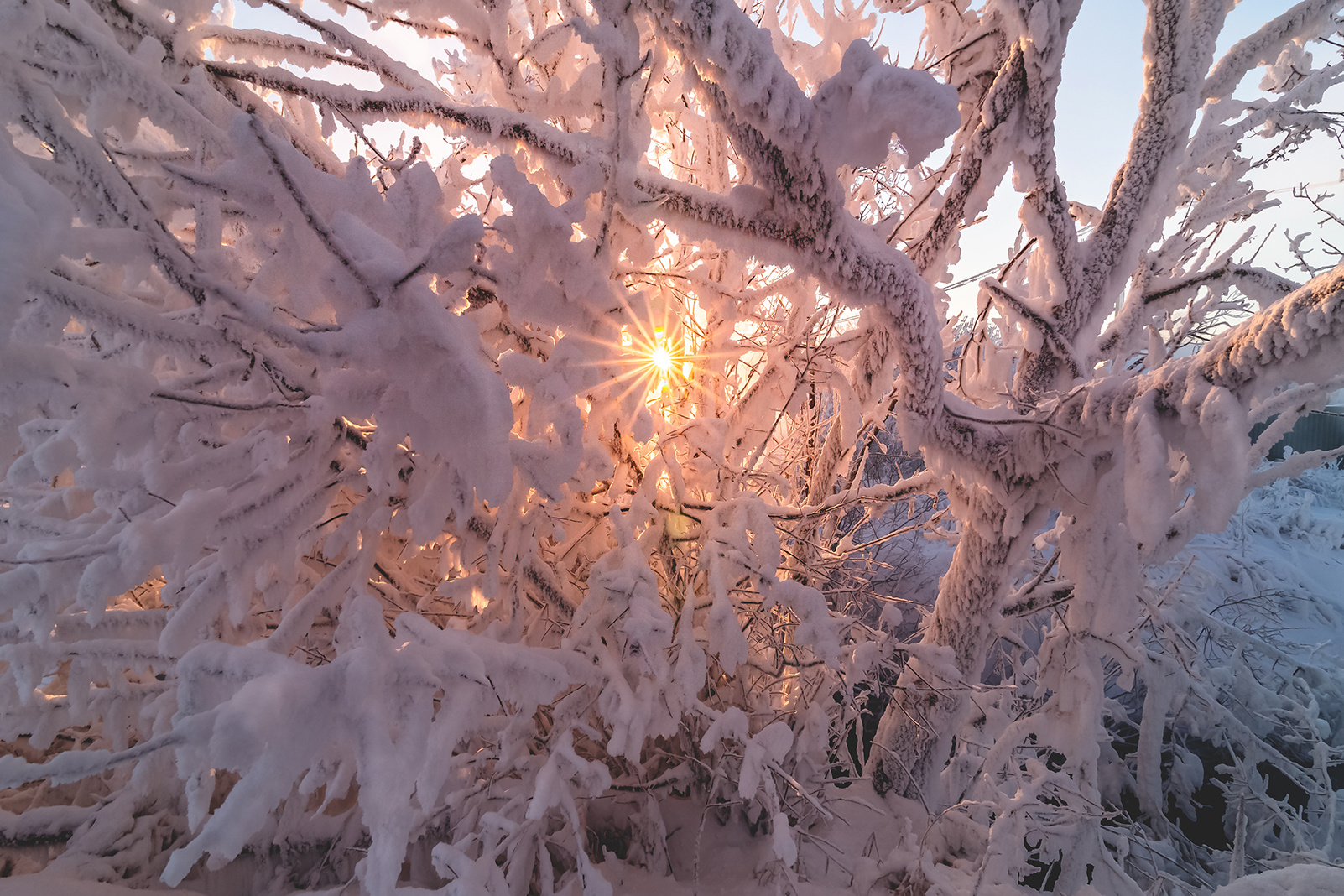 На закате. ветки иней солнце лучи