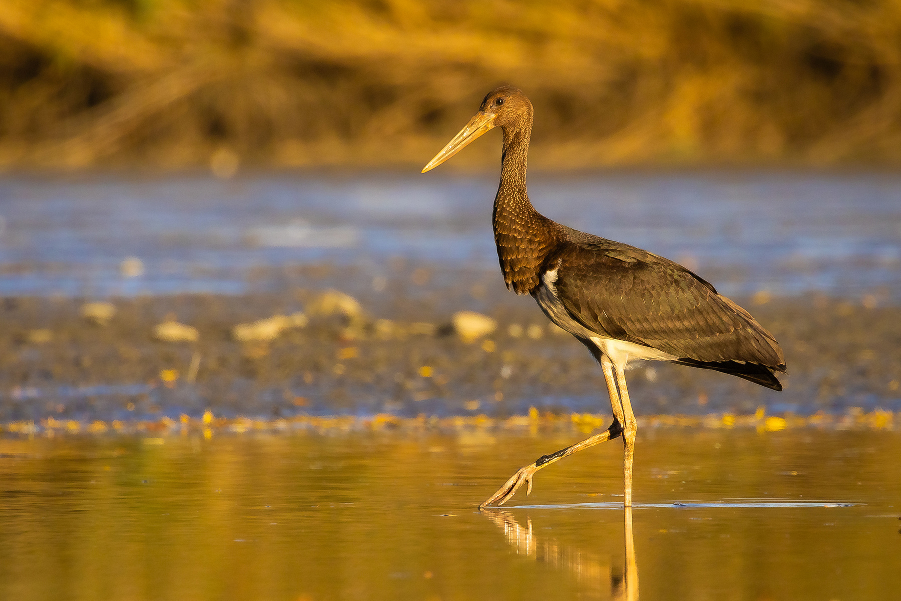 Black stork 