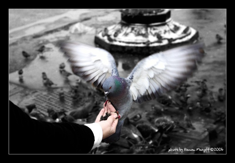 Trust... жанр,животные,птицы