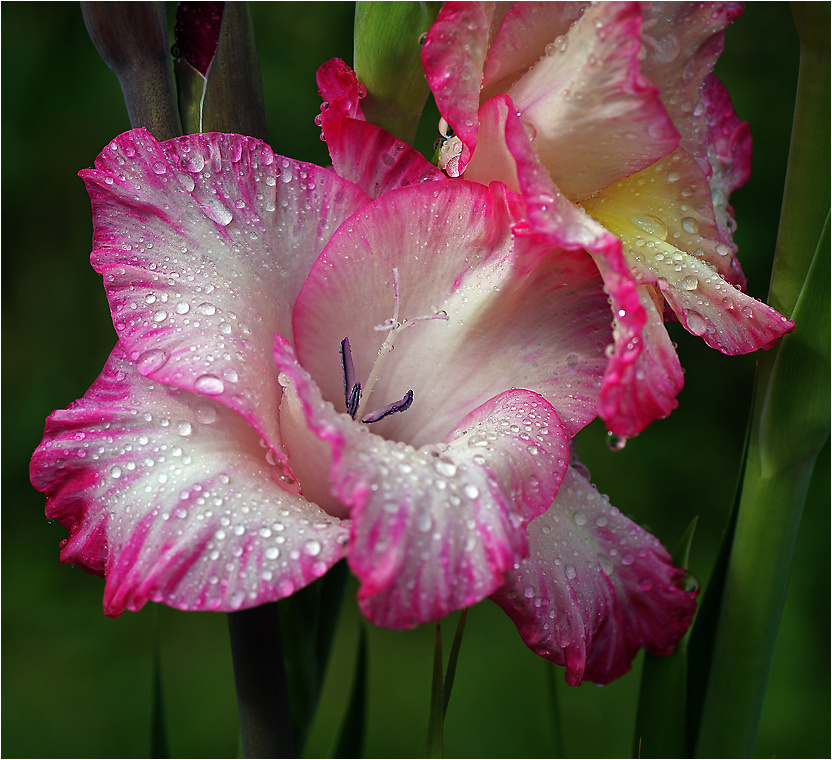 Gladiolus Priscilla - Гладиолус Присцилла Gladiolus Priscilla Гладиолус Присцилла растение цветок капли роса