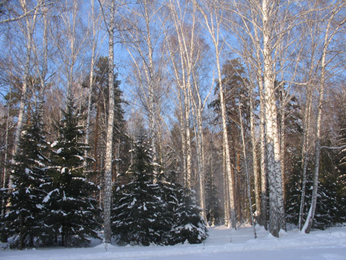 Зима зима лес снег