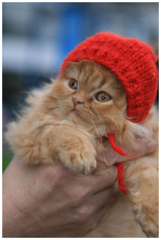 Вторая неделя жизни.... котёнок
