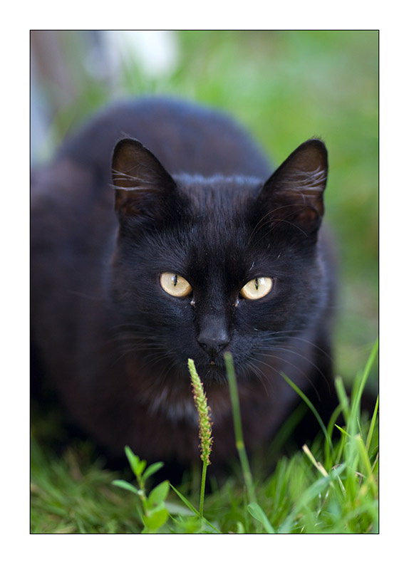 *** кот, коты, лето