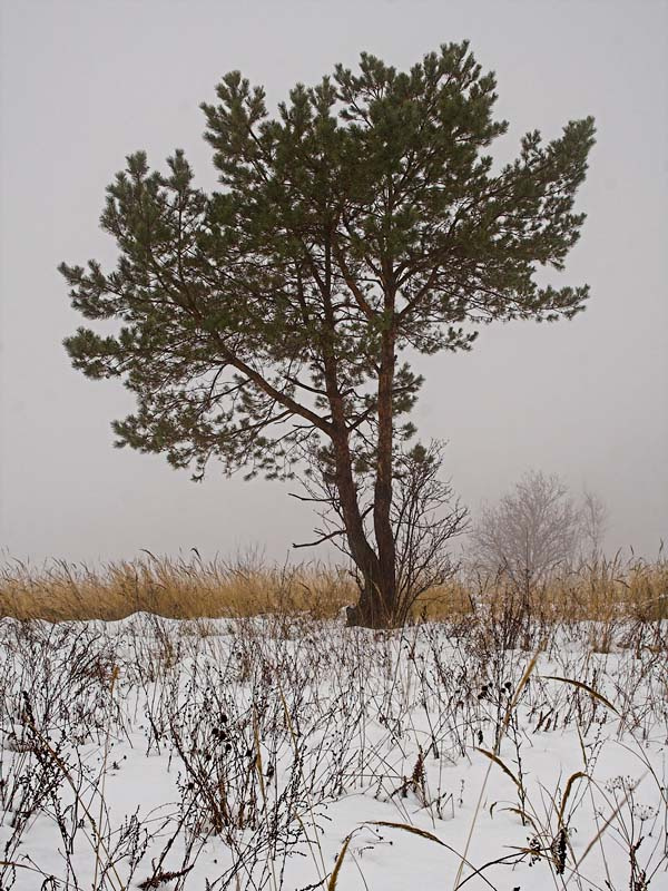 3 декабря 2006г. (#2131) 