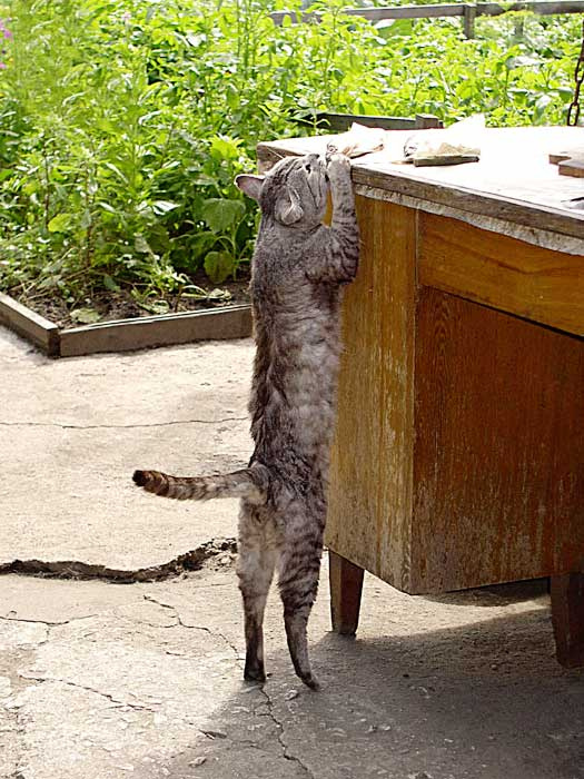 Рыбки хочу! кот рыбка