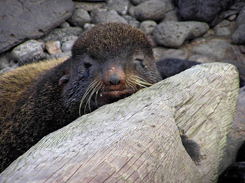 Сморило Северный морской котик, Callorhinus ursinus, Northern Fur Seal, St. Paul Island, Alaska