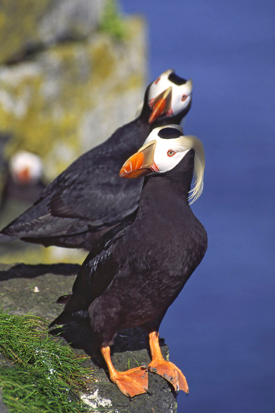 Франты Топорок, Lunda cirrhata, Tufted Puffin, St. Paul Island, Alaska