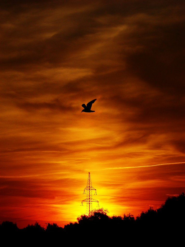 *** 