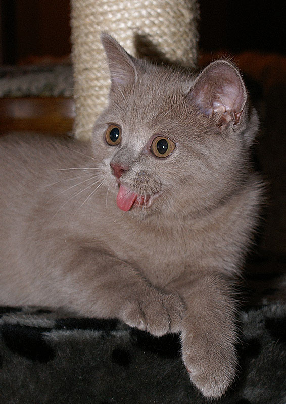 Wazzzaaaaaaa!... котенок