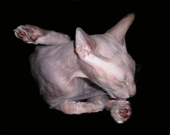 ...Сфинкс умывающийся... кошка сфинкс