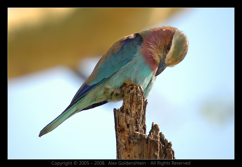 Сизоворонка вилохвостая (Coracias caudatus) Сизоворонка-вилохвостая Lilac-breasted-Roller (Coracias-caudatus)