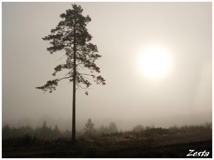 туман2 