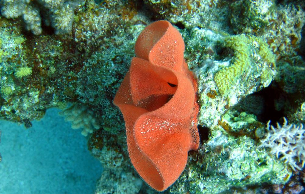 ??? море красное подводное фото дайвинг see