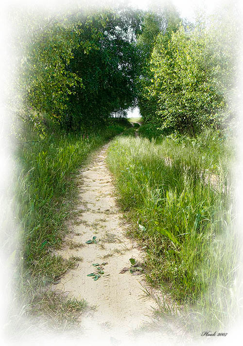 Далеко природа пейзаж берёзы дорога