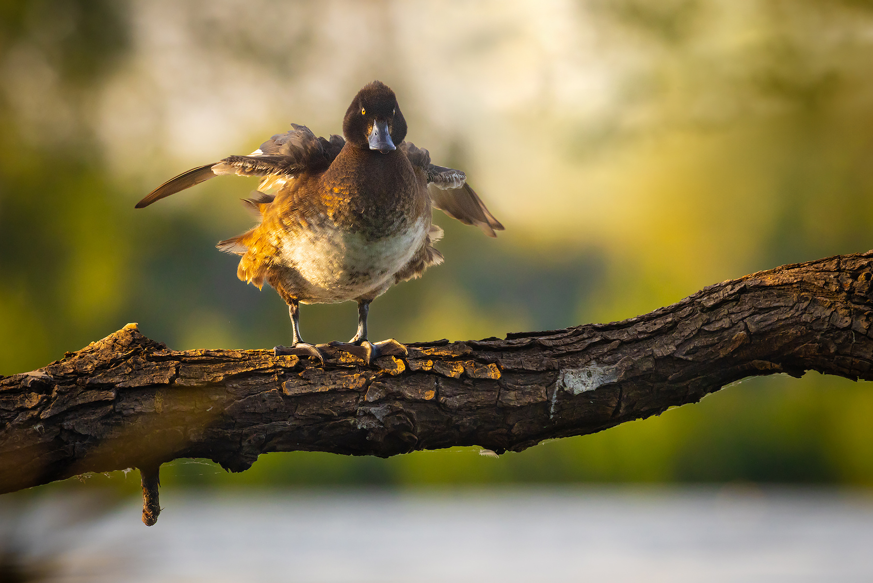 Duck 
