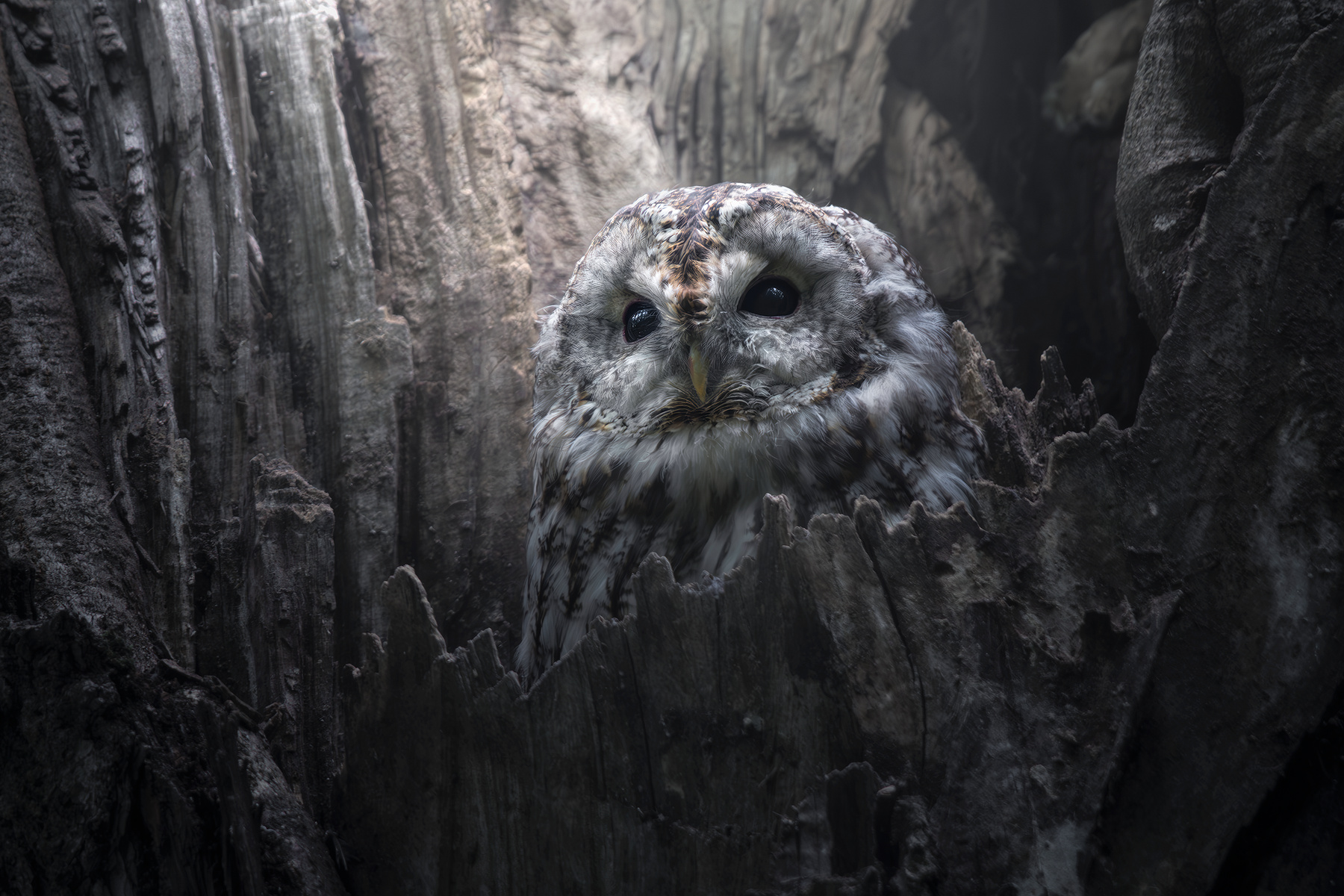 Серая неясыть (Strix aluco) 