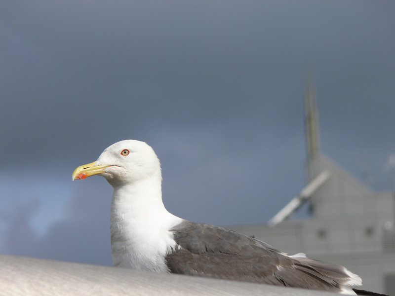 чайка чайка