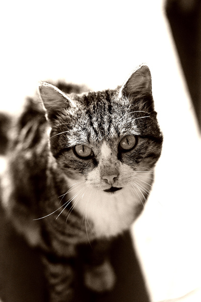 tac< cat