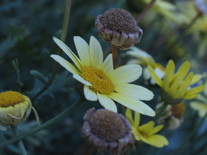 flower 1 макро цветы