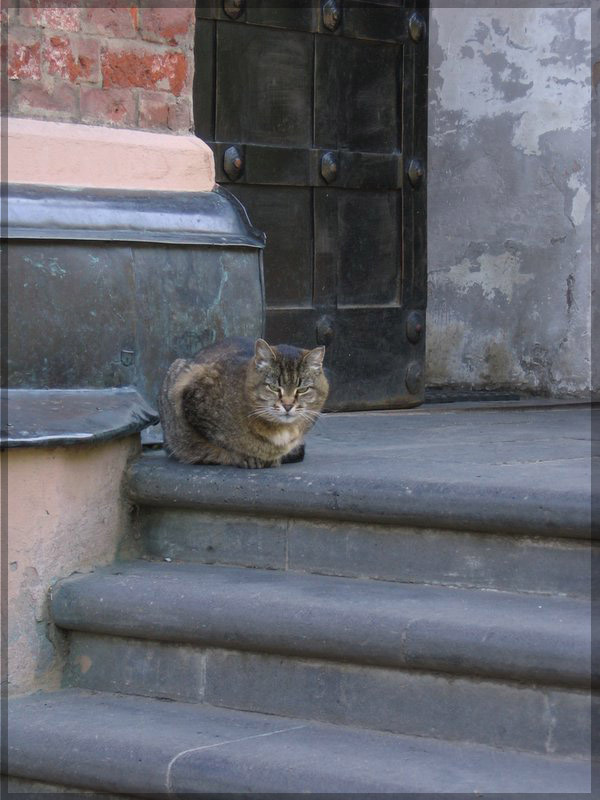 Охранник Город, церковь, кот, охранник
