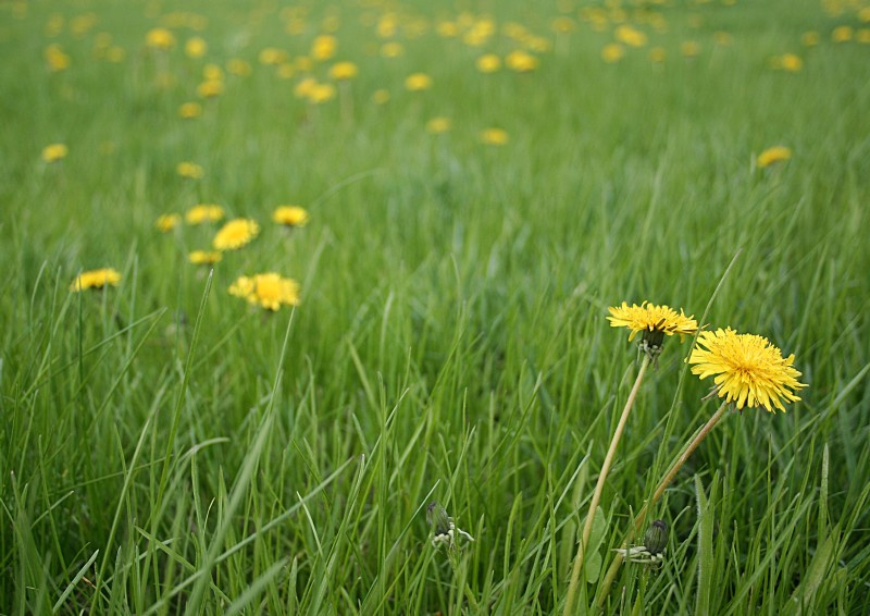 Spring colored love одуванчики трава цвет лав