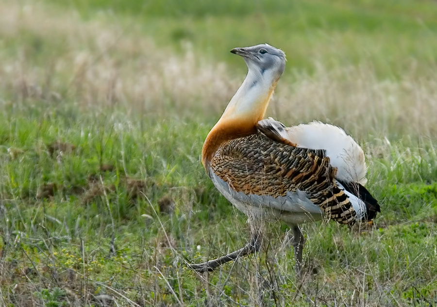 Ходок Дрофа, Great Bustard, Otis tarda, Сафари-Дергачи