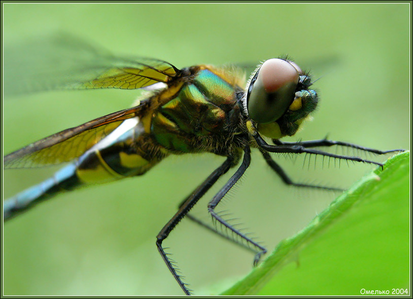 Еще раз о стрекозах стрекоза odonata
