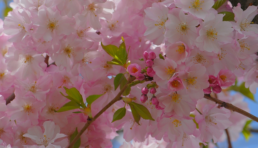Розовый апрель (2) розовые цветы деревья prunus весна апрель